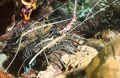 Raja Ampat 2016 - Panulirus versicolor - Painted spiny lobster - Langouste multicolore - IMG_4649_rc